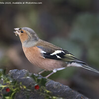 Buy canvas prints of Chaffinch with seeds in beak by Kevin White