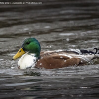 Buy canvas prints of Water off a ducks back by Kevin White
