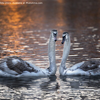 Buy canvas prints of Inmature mute swans by Kevin White