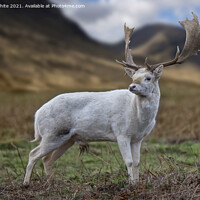 Buy canvas prints of Scottish Highland young Buck by Kevin White