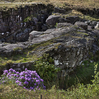 Buy canvas prints of Flora and Rock by Kevin White