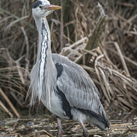 Buy canvas prints of Heron in the reeds by Kevin White