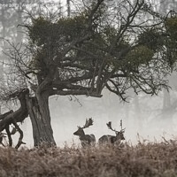 Buy canvas prints of Two Stags by Kevin White