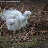 Buy canvas prints of Egret fluffing himself up by Kevin White