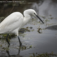Buy canvas prints of Egret wading through water  by Kevin White
