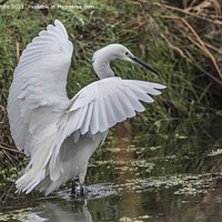 Buy canvas prints of Egret landing on water by Kevin White