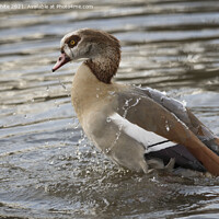 Buy canvas prints of Egyptian goose having a good bath by Kevin White