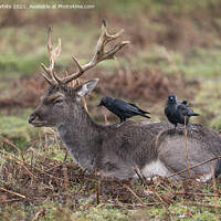 Buy canvas prints of Deer and Jackdaw working together by Kevin White