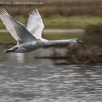 Buy canvas prints of Young swan practicing flying by Kevin White
