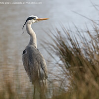 Buy canvas prints of Grey heron on an early morning by Kevin White