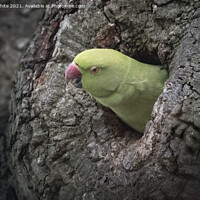 Buy canvas prints of Parakeet by Kevin White