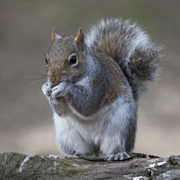 Buy canvas prints of grey squirrel of uk by Kevin White