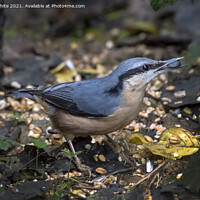 Buy canvas prints of Beautiful nuthatch by Kevin White