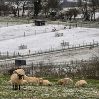 Buy canvas prints of sheep at bocketts farm by Kevin White