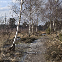 Buy canvas prints of Ockham and Wisley Common by Kevin White