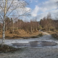 Buy canvas prints of below zero at Ockham and Wisley Common by Kevin White