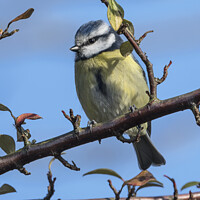 Buy canvas prints of female blue tit by Kevin White
