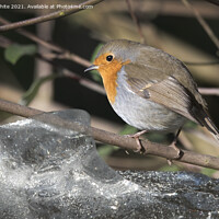Buy canvas prints of hardy robin by Kevin White