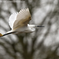 Buy canvas prints of Egret in flight by Kevin White