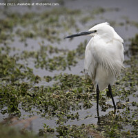 Buy canvas prints of Egret wading around by Kevin White