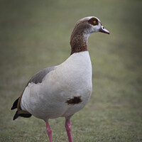 Buy canvas prints of Portrait of an Egyptian goose by Kevin White
