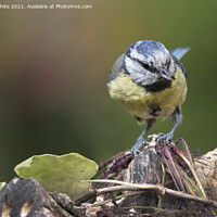 Buy canvas prints of blue tit has spotted something by Kevin White
