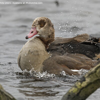 Buy canvas prints of Egyptian goose splashing about by Kevin White