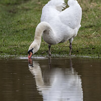 Buy canvas prints of Mute swan drinking by Kevin White