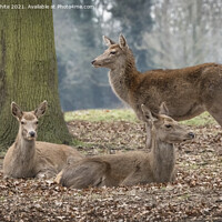 Buy canvas prints of Gathering of deer by Kevin White