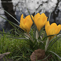 Buy canvas prints of Crocus in the wild by Kevin White