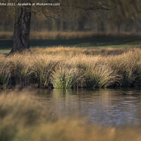 Buy canvas prints of Reed beds by Kevin White