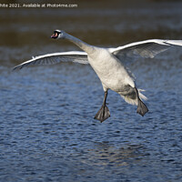 Buy canvas prints of swan gliding by Kevin White
