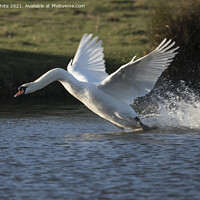 Buy canvas prints of White swan landing with a splash by Kevin White