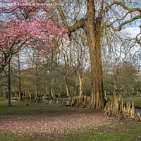 Buy canvas prints of Start of spring by Kevin White