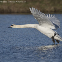 Buy canvas prints of White Swan about to land by Kevin White