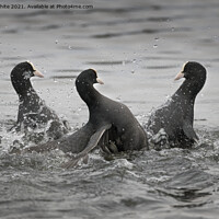 Buy canvas prints of Coot fight by Kevin White
