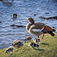 Buy canvas prints of Egyptian goose with her goslings by Kevin White
