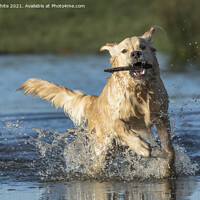 Buy canvas prints of Golden retriever splashing about by Kevin White