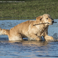 Buy canvas prints of Golden Retriever with stick by Kevin White