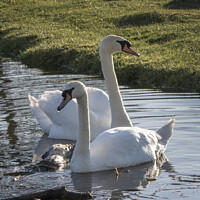 Buy canvas prints of Two mute swans by Kevin White