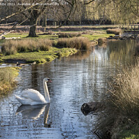 Buy canvas prints of White swan swimming in local stream by Kevin White