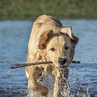 Buy canvas prints of Golden Retriever dog by Kevin White