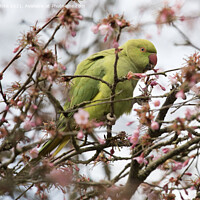 Buy canvas prints of Green parakeet by Kevin White