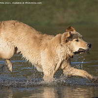 Buy canvas prints of Golden retriever splashing about in pond by Kevin White