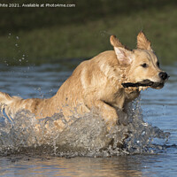 Buy canvas prints of Golden Retriever having fun by Kevin White