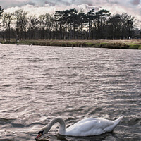 Buy canvas prints of Swan under gathering clouds by Kevin White