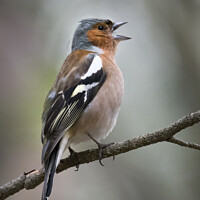 Buy canvas prints of Chaffinch looking around by Kevin White