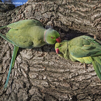 Buy canvas prints of Parakeet lovers by Kevin White