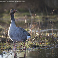 Buy canvas prints of Greylag goose by Kevin White
