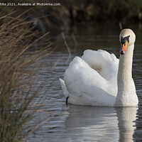 Buy canvas prints of Inquisitive swan  by Kevin White
